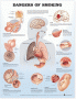 Dangers of Smoking Anatomical Chart