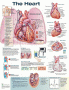 The Heart Anatomical Chart. Edition Second