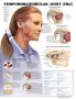 Temporomandibular Joint (TMJ) Anatomical Chart