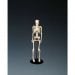 My First Skeleton (Tiny Tim) - CMS1